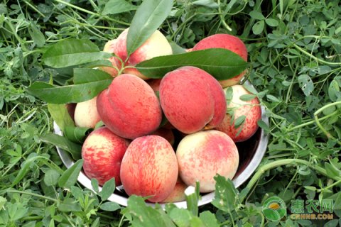 水蜜桃的高产种植技术及病虫害防治
