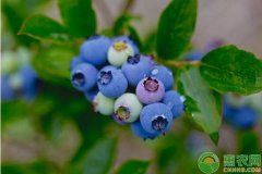 北方怎样种植蓝莓？看完一清二楚！